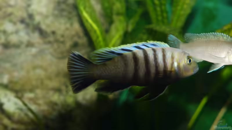 Einrichtungsbeispiele für Cynotilapia sp. "lion"