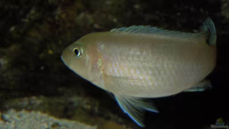 Cynotilapia sp.Lion Sanga Weibchen von Volker Alms (60)