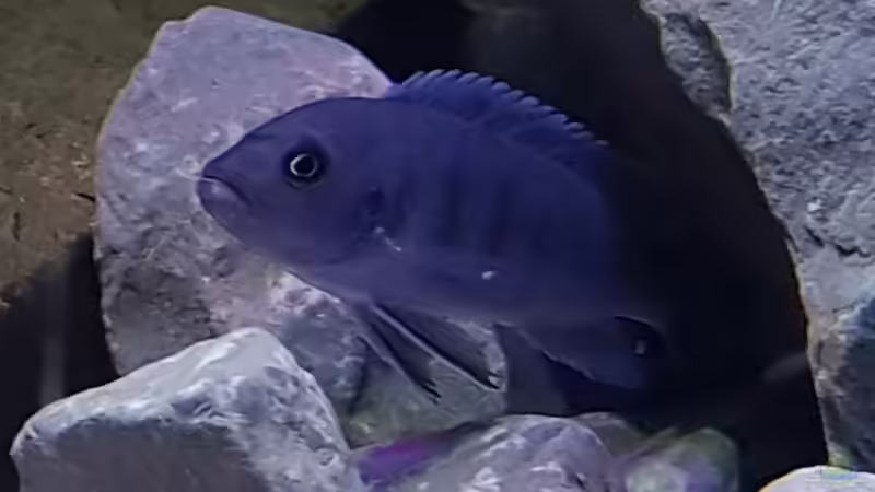 Cynotilapia sp white hara galileya reef  / w von Thomas0902 (10)