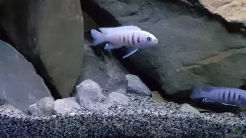 Einrichtungsbeispiele für Cynotilapia sp. "hara"