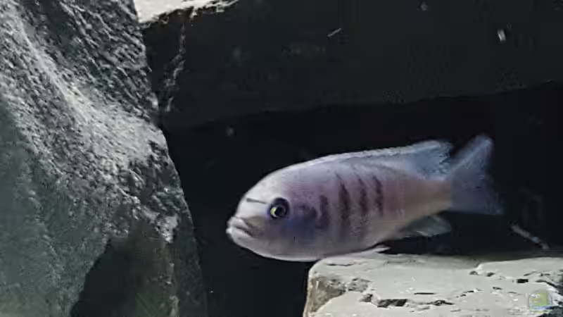 Einrichtungsbeispiele mit Cynotilapia