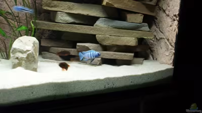 Einrichtungsbeispiele für Cynotilapia sp. "hara"