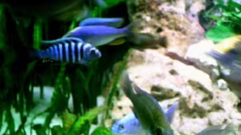 Cynotilapia yellow dorsal -Scianochromis freyeri von Jan Kaun (13)