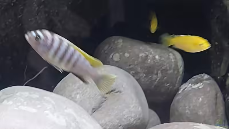 Cynotilapia zebroides 19.09.2026 von Matthias Dulleck (7)