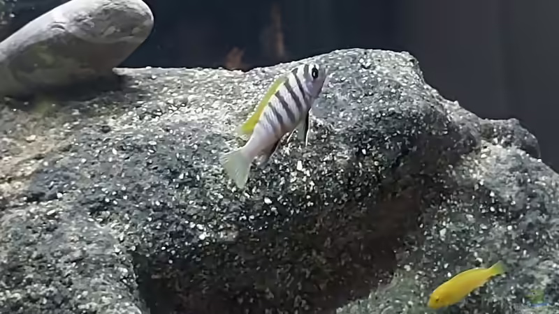 Cynotilapia zebroides 19.09.2026 von Matthias Dulleck (8)