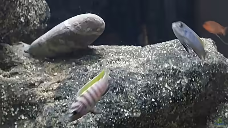 Cynotilapia zebroides 19.09.2026 von Matthias Dulleck (9)