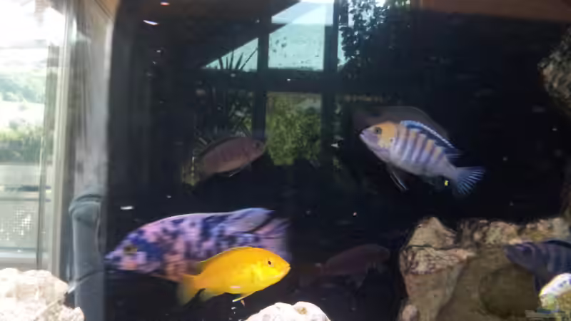 Cynotilapia zebroides (afra) cobue Männchen von Steffen Klein (10)
