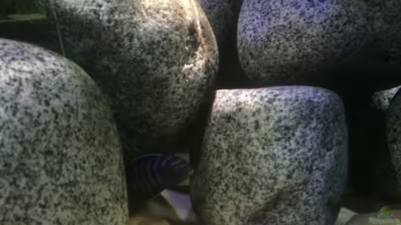 Cynotilapia zebroides ´Charo´ WF male von Marius88 (4)