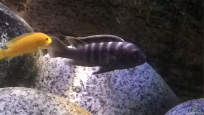 Cynotilapia zebroides ´Charo´ WF male von Marius88 (6)