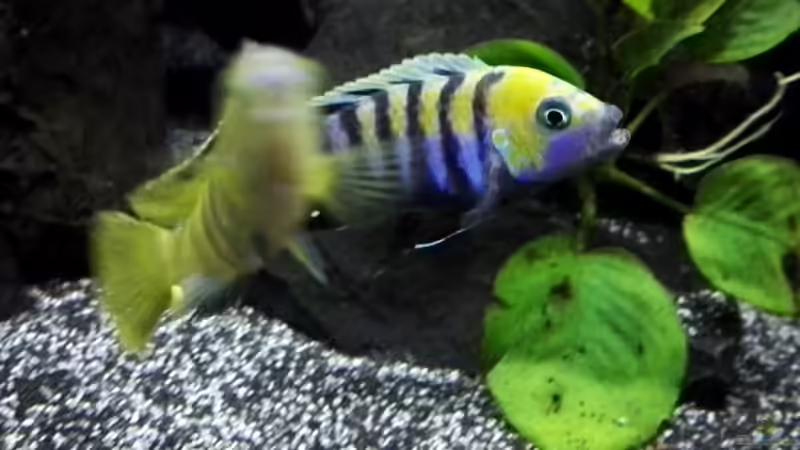 Einrichtungsbeispiele mit Cynotilapia