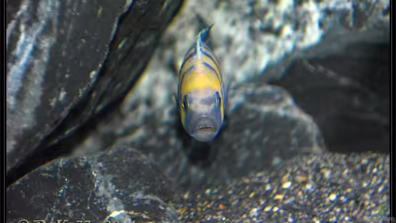 Cynotilapia zebroides cobue von DaKo77 (56)