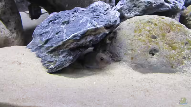 Cynotilapia zebroides cobue von Hörnchen (44)