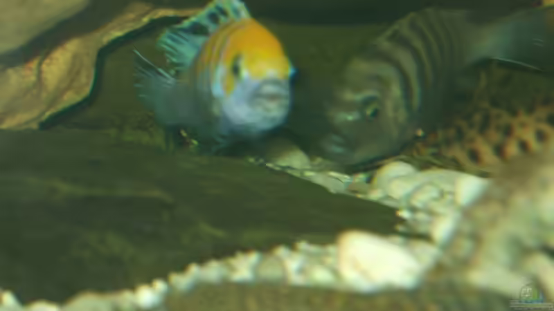 Cynotilapia&Welse beim Laichen von Frank Seifarth (20)