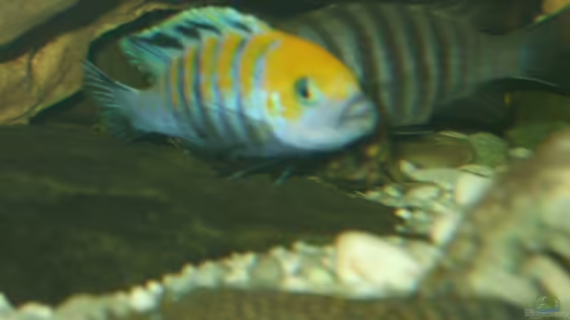 Cynotilapia&Welse beim Laichen von Frank Seifarth (22)