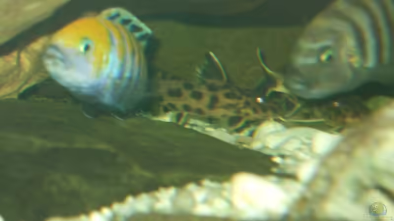 Cynotilapia&Welse beim Laichen von Frank Seifarth (23)