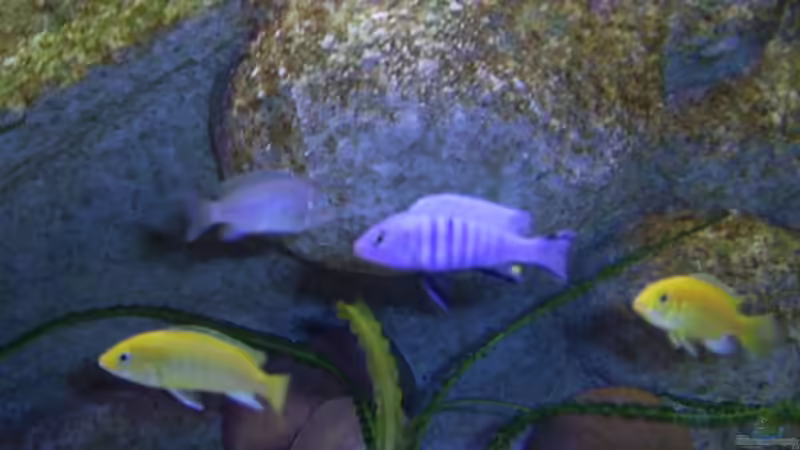 Cynotilapis afra ( m ) von Rene Kandler (16)