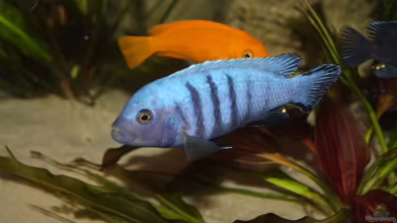 Cynotilopia pulpican male von Mikey (47)