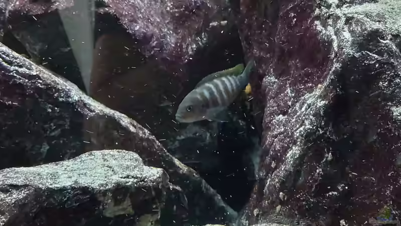 Cynotylapia Jungtier von Stefan von Oettingen (32)