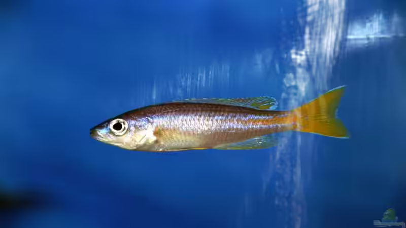 Cyp. leptosoma utinta von Rainer König (9)