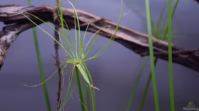 Cyperus haspan von Junglist (3)