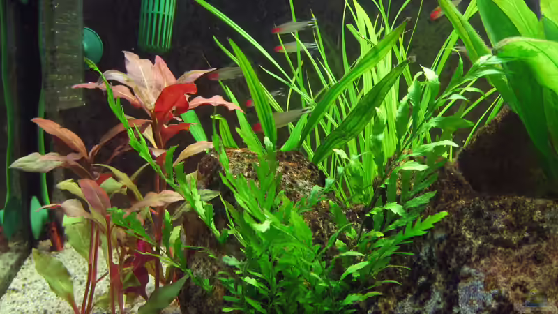 Helfers Zyperngras im Aquarium pflegen (Einrichtungsbeispiele für Cyperus helferi)