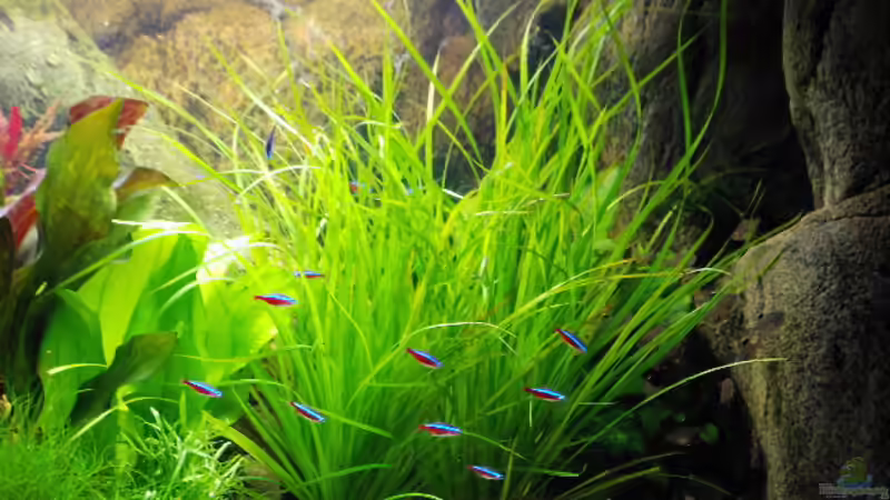 Cyperus helferi von H.T. (12)