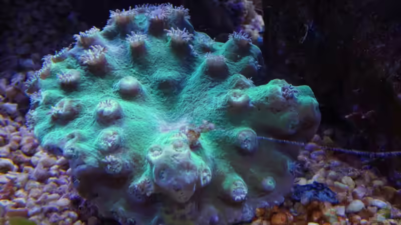 Cyphastrea ocellina --NEU-- 07.01.15 von Manni1884 (4)