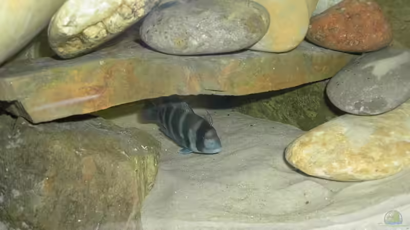 Cyphotilapia frontosa                von Mathias Kern (18)