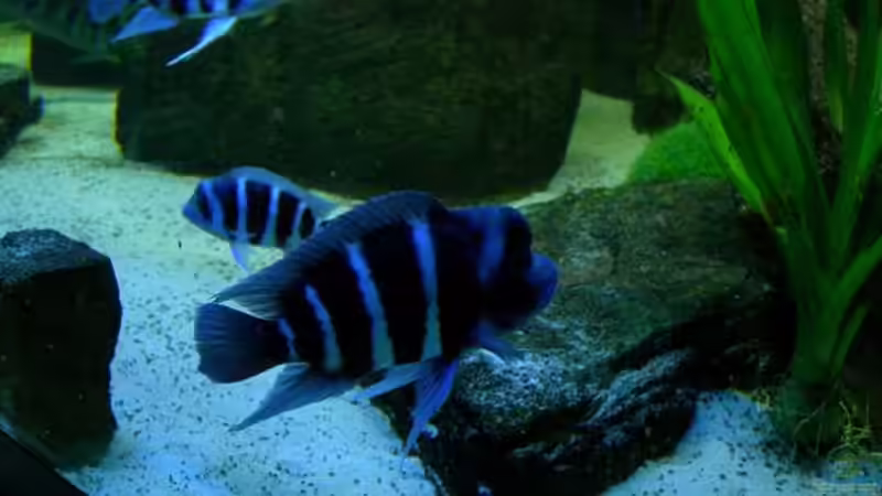 Cyphotilapia frontosa Blue zaire von buschen-stahl.de (18)