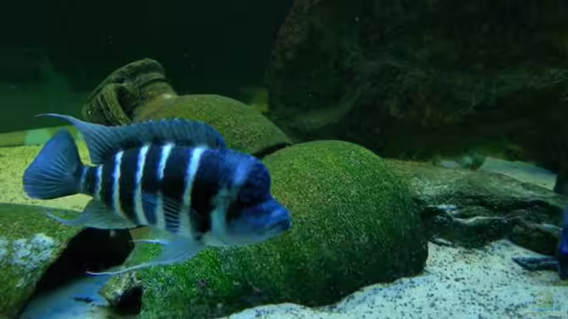 Cyphotilapia frontosa Blue zaire von buschen-stahl.de (20)