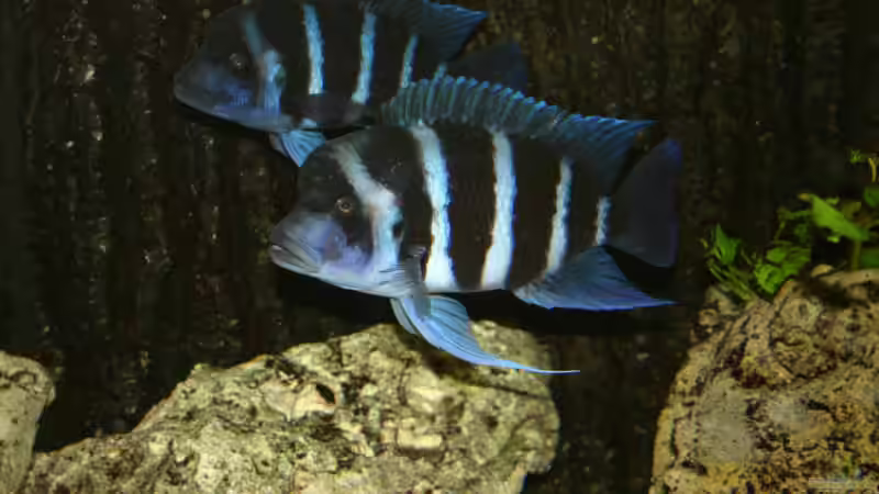 Cyphotilapia Frontosa Blue Zaire von Daniel Hieber (13)
