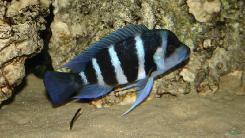 Cyphotilapia Frontosa Blue Zaire von Daniel Hieber (15)