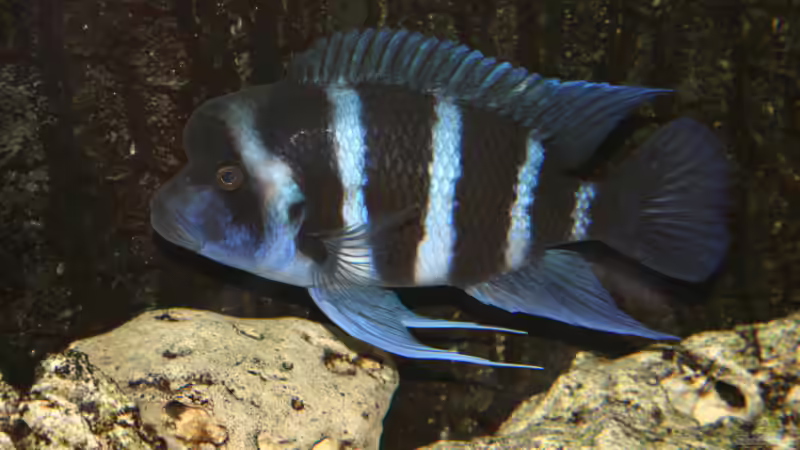 Cyphotilapia Frontosa Blue Zaire von Daniel Hieber (16)