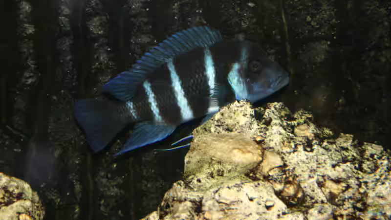 Cyphotilapia Frontosa Blue Zaire von Daniel Hieber (17)