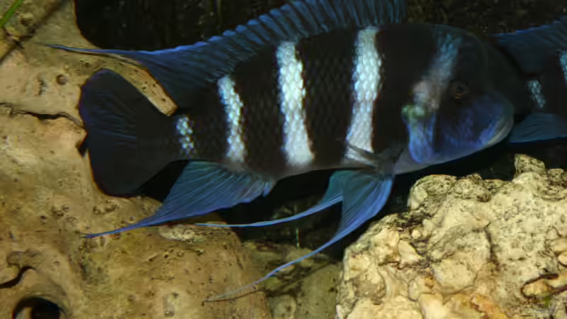 Cyphotilapia Frontosa Blue Zaire von Daniel Hieber (18)