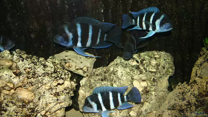Cyphotilapia Frontosa Blue Zaire von Daniel Hieber (19)