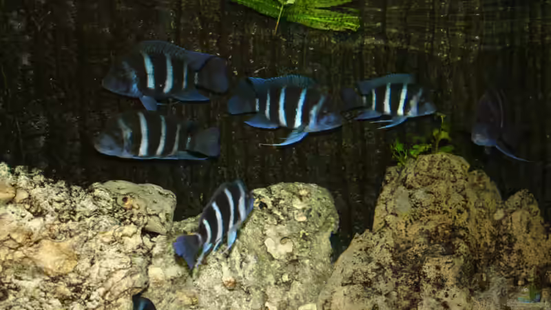 Cyphotilapia Frontosa Blue Zaire von Daniel Hieber (20)
