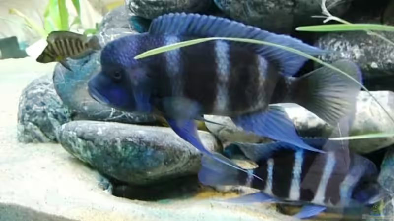 Cyphotilapia frontosa Bock ca. 20cm von Hermann Süss (13)