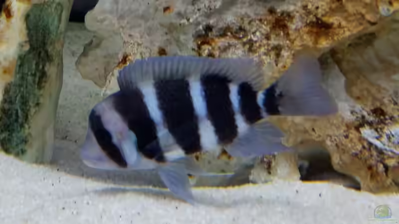 Cyphotilapia frontosa und Cyphotilapia gibberosa: Das sind die Unterschiede