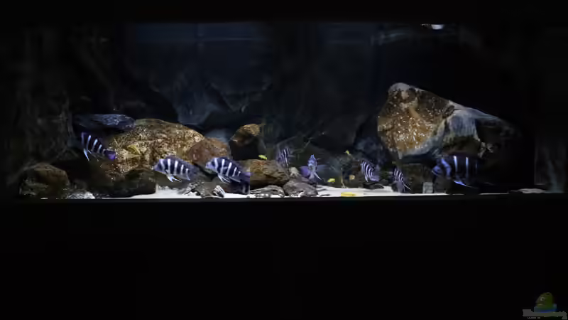 Cyphotilapia frontosa und Cyphotilapia gibberosa: Das sind die Unterschiede