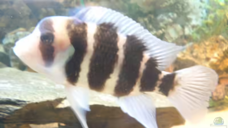 Cyphotilapia frontosa von Dirk Abelshausen (26)