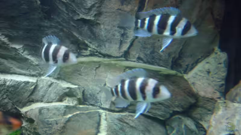 Cyphotilapia frontosa von Rene Wiedemann (22)