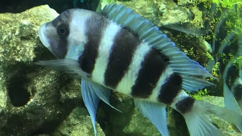 Cyphotilapia frontosa Weibchen von Stefan1971 (5)