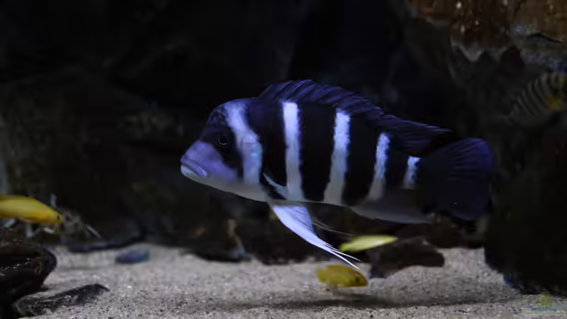 Aquarien mit Cyphotilapia gibberosa (Blauer Tanganjika-Beulenkopf)