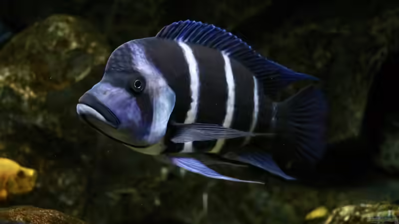 Cyphotilapia gibberosa ´Mikula´ WF male von Björn (Slavi) (4)