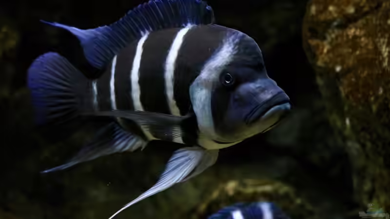 Aquarien mit Cyphotilapia gibberosa (Blauer Tanganjika-Beulenkopf)