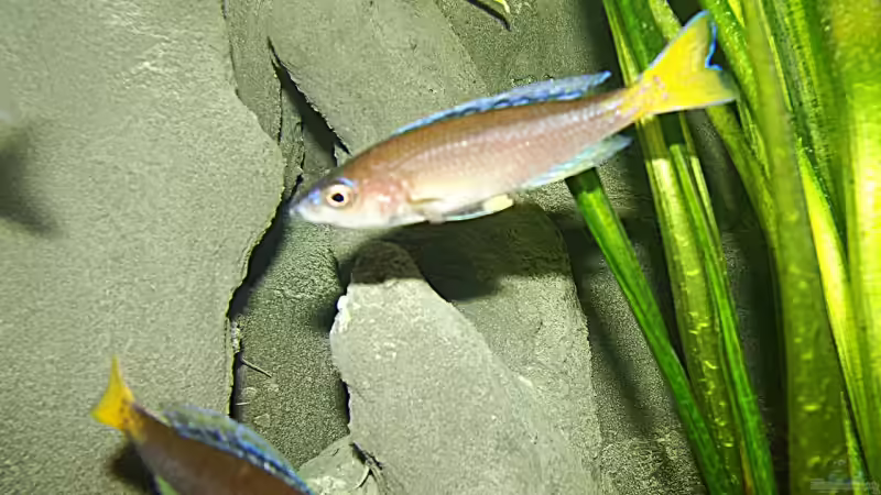 Cypr. leptosoma  ´Mpulungu´ von Miriam (15)