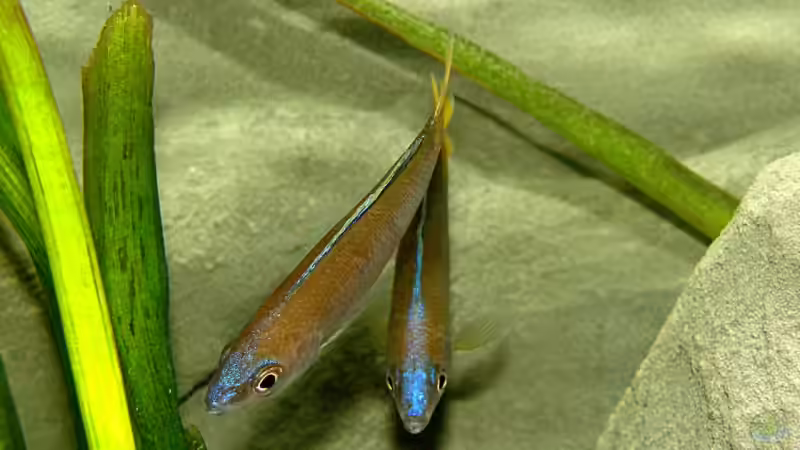 Cypr. leptosoma  ´Mpulungu´ von Miriam (16)