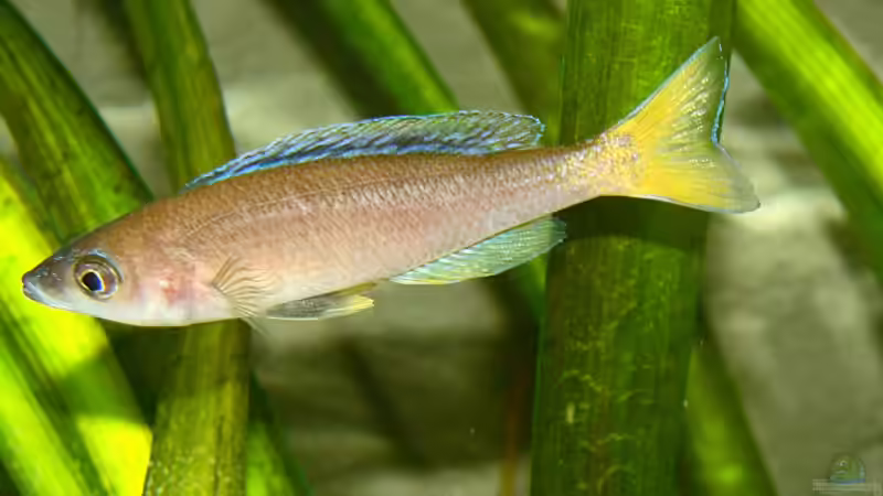 Cypr. leptosoma  ´Mpulungu´ von Miriam (18)