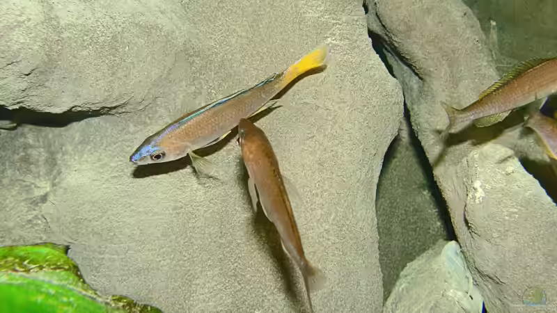 Cypr. leptosoma ´Mpulungu´ von Miriam (17)